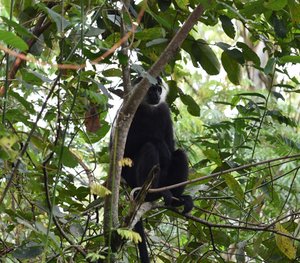 Hanging out with Colobus monkeys