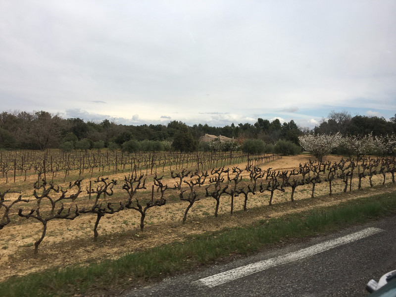 Vineyards and blooming fruit trees