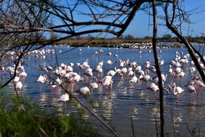 Flamingos of Camargue