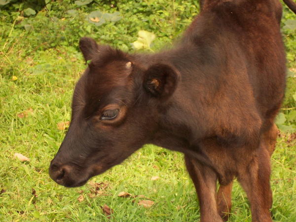 A Ugandan Calf