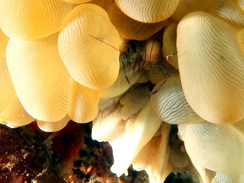 BUBBLE CORAL WITH TENANT