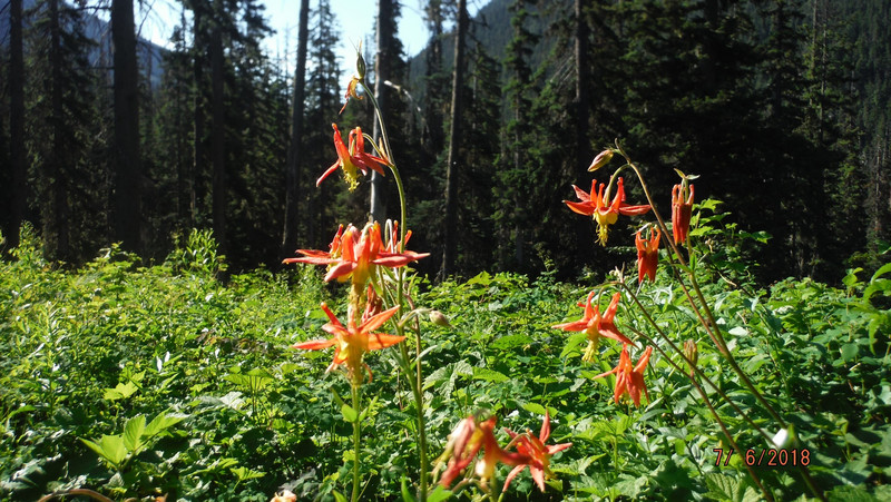 WILD FLOWERS