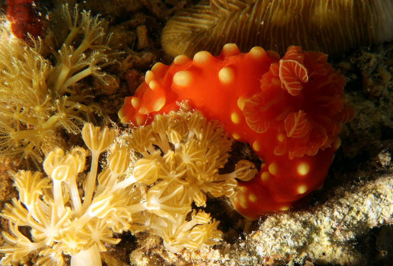 A NEW NUDIBRANCH 