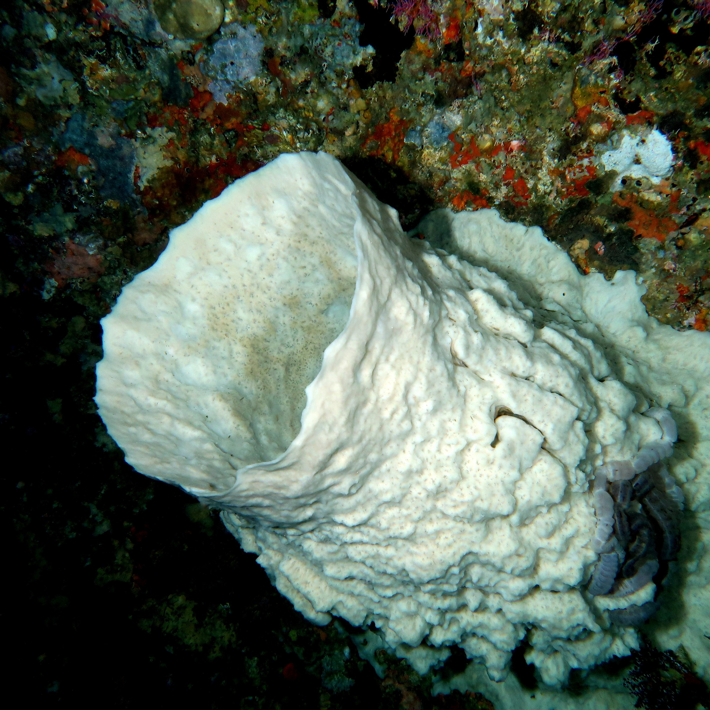 SPONGE | Photo