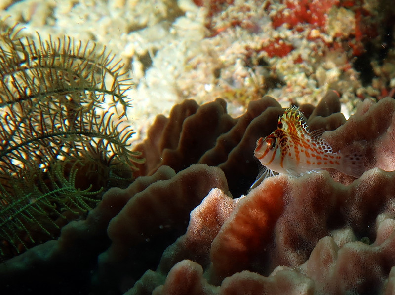 COMMOM SMALL REEF FISH - Coral Hawkfish