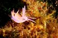 ANOTHER NUDIBRANCH