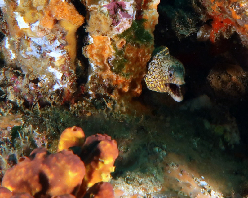 SPOTTED MORAY EEL