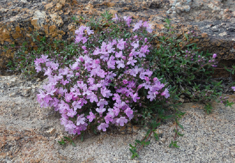 Flowers in an arid landscape