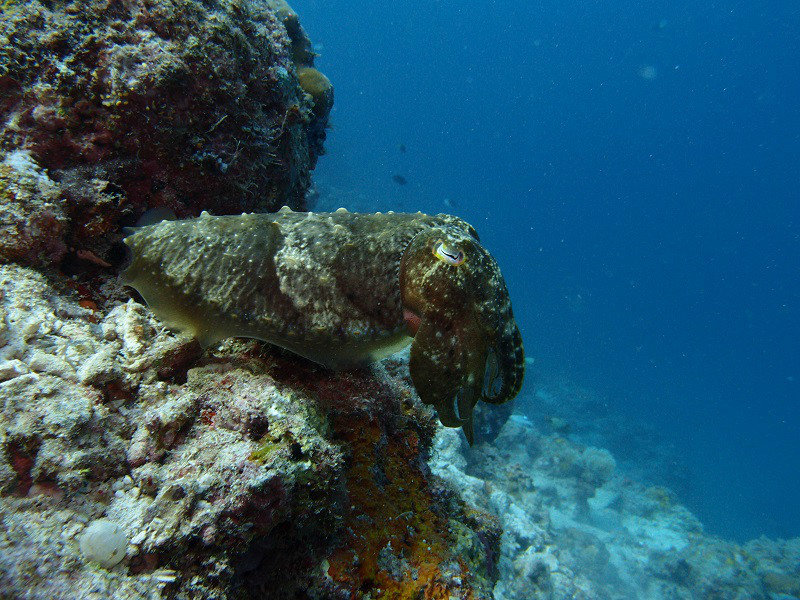 Pharoh Cuttlefish