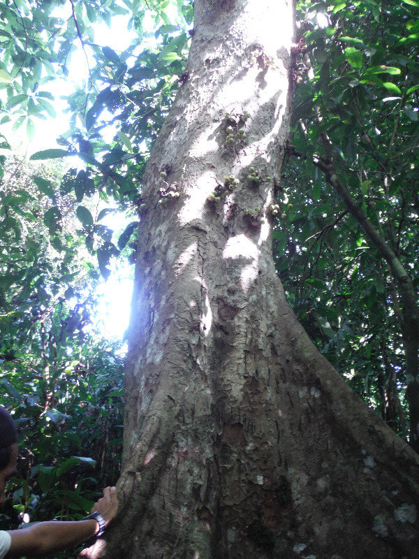 Rainforest Tree