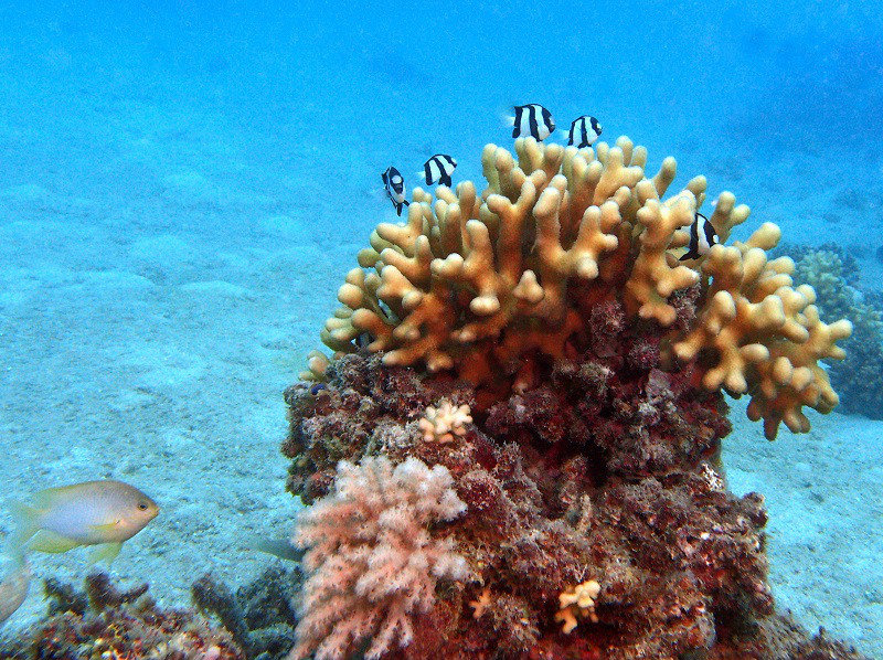 Coral Residents