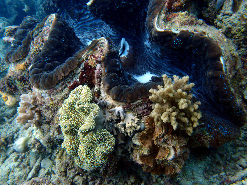 Giant Clam and Second Generation