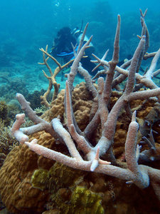 Diver and Staghorn Coral