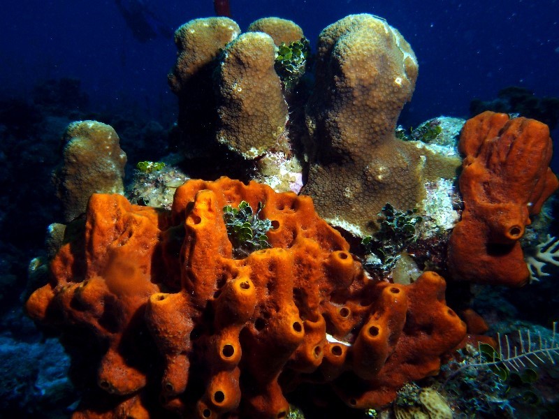 Hard and soft corals
