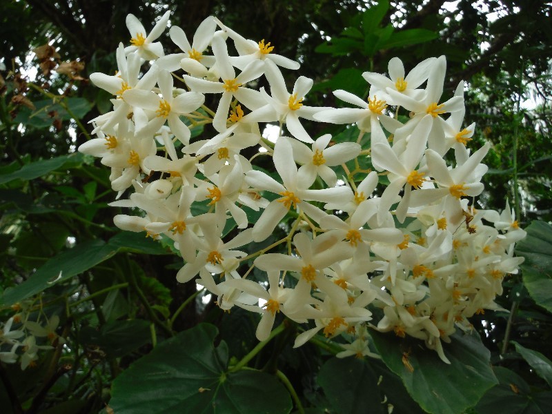 Many of the blooms were fragrant.