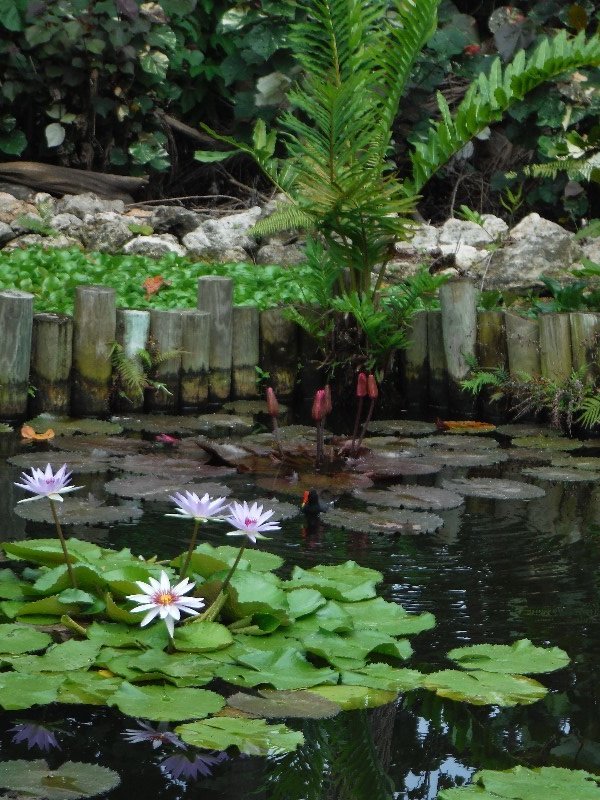 The lily pond.