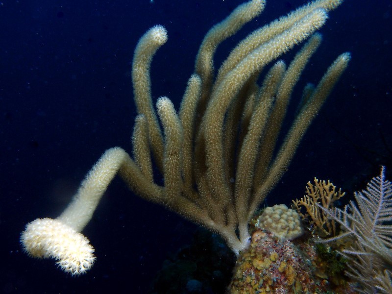 More soft coral