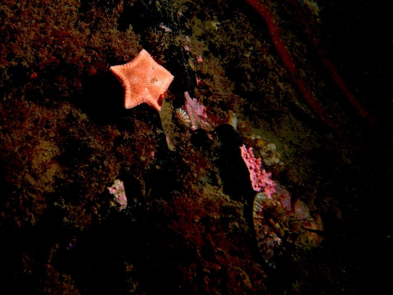 Sea Star 