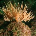 SOFT CORAL?