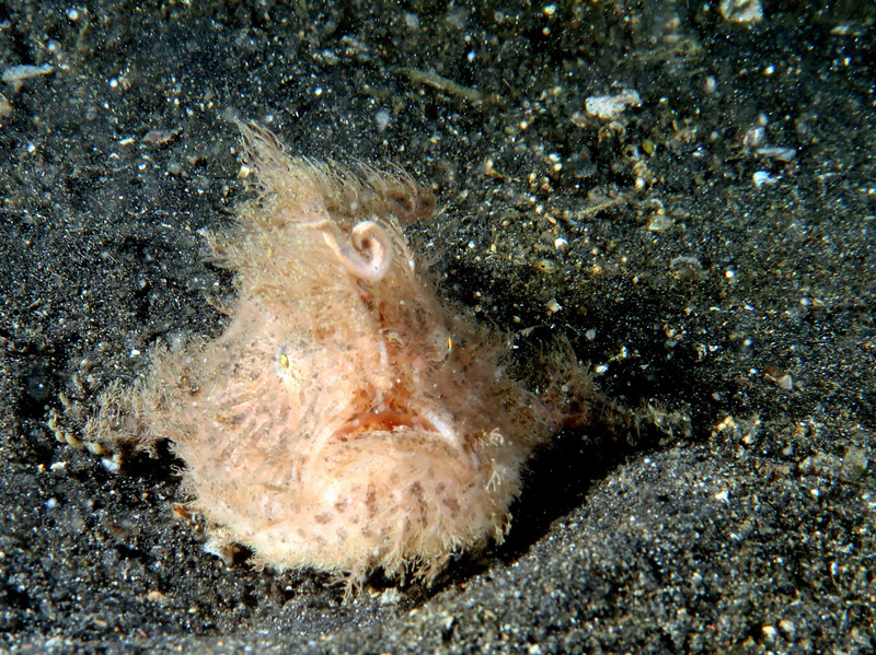 HAIRY FROG FISH WITH FISHING POLE