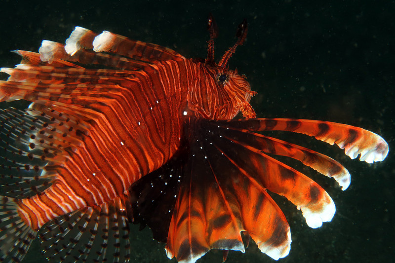 OLD FAVORITE - THE LION FISH