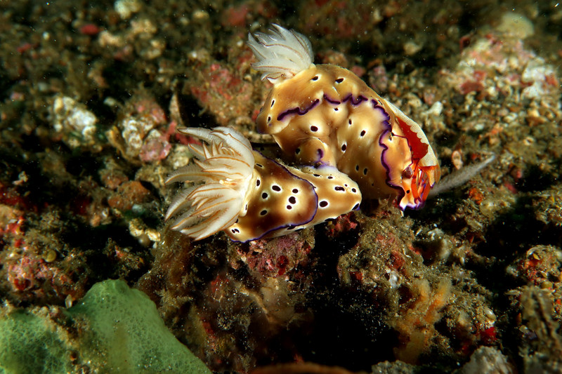 NUDIBRANCH WITH A PASSENGER