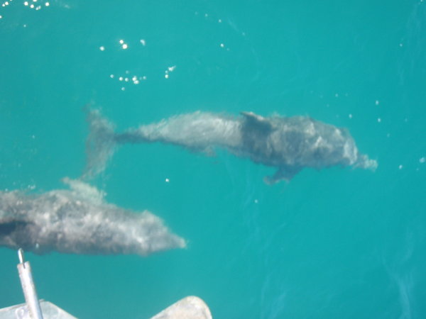 barbuda dolphins this morning