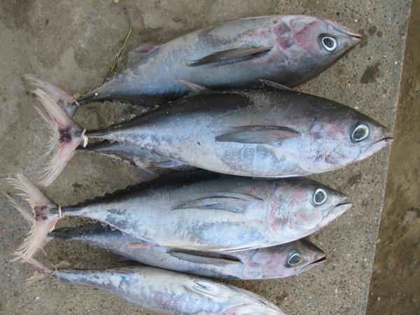 Fresh albacore (white tuna)