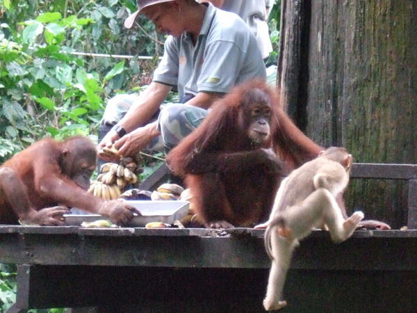 Hands off my bananas, Macaque
