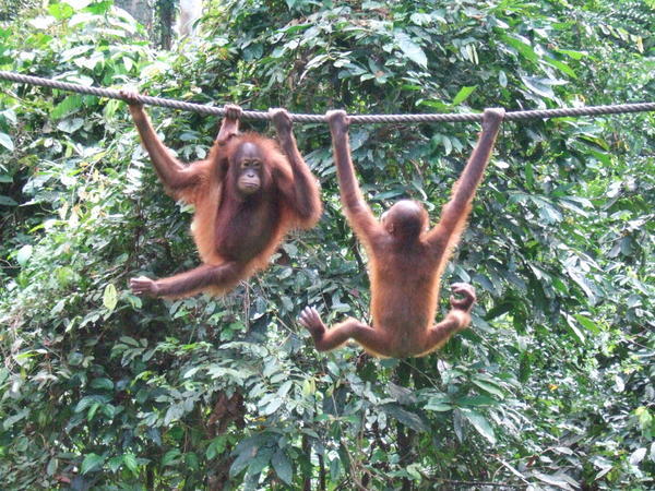 The monkey synchronised gymnastics gets underway