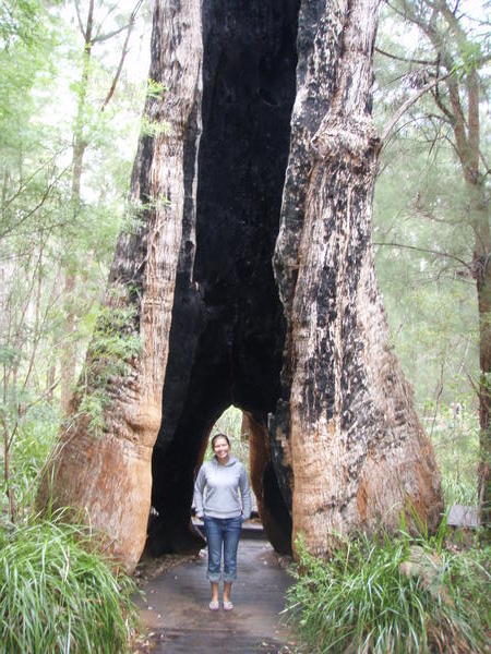 Yet another big, big tree