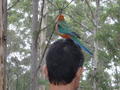 What do you call a man with a parrot on his head?