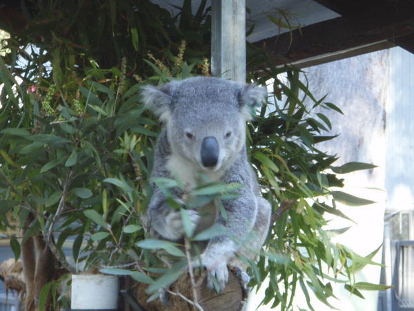 A mischievous but very cute koala