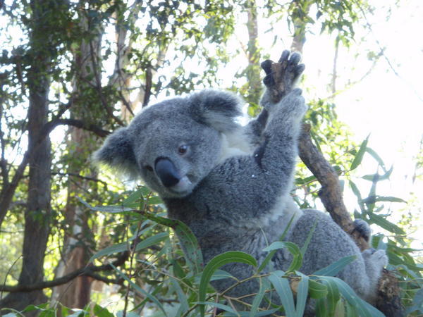 An ill koala who needs to be hand fed