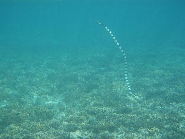 A dangerous seasnake - Mrs Deane swam away but luckily I managed to get a good shot