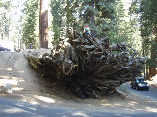 A big tree - once