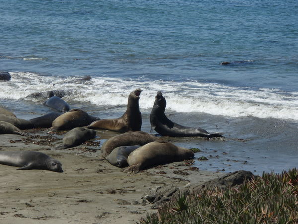 Elaphant seals along the big Sur