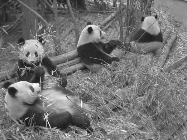 Pandas Photo 