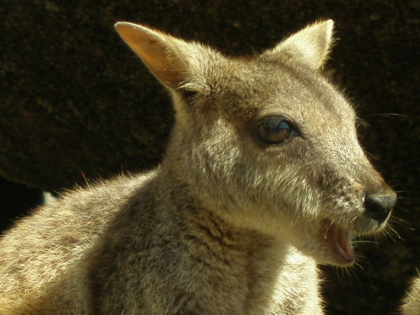 Rock Wallaby at Magnetic Island
