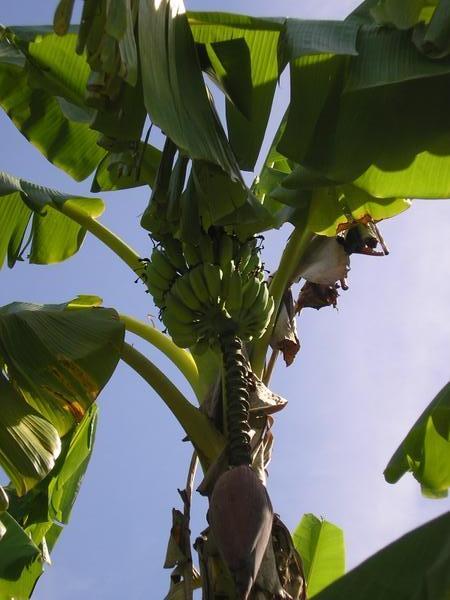 A Banana Tree