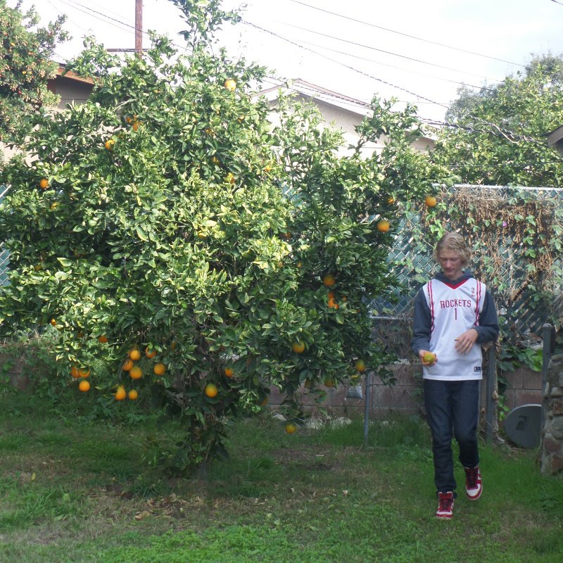 Joey picking oranges in their backyard!
