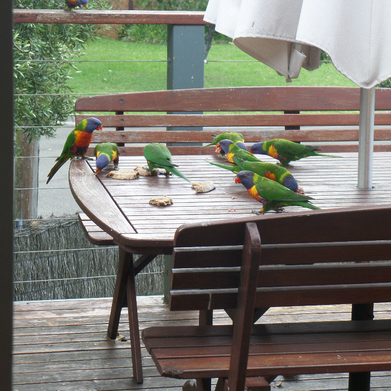 A flock of hungry Lorikeets 