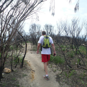 Walking through the regrowing burnt forest