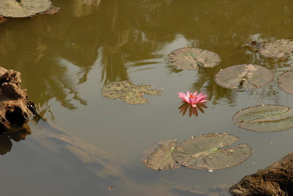 Pond in Luang Prabang