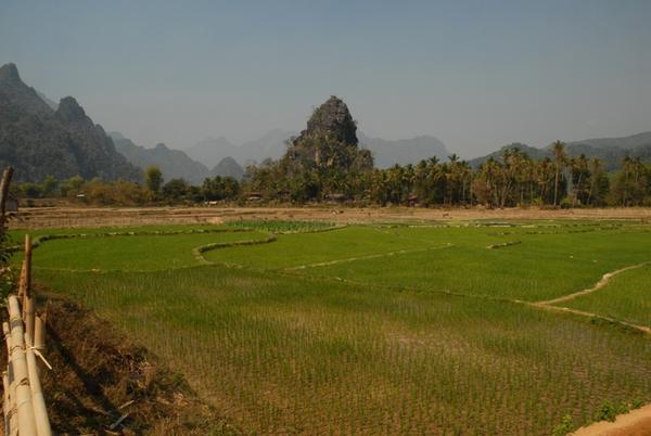 Rice fields outside of Vang Vieng