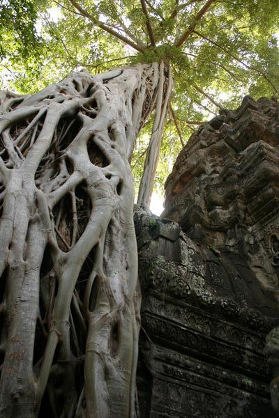Angkor Wat - trees on a temple