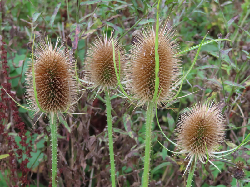 Teasels - aren't they cute