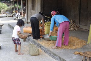 Cleaning the dried corn for the animals