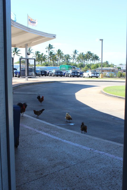 Chooks at the airport!