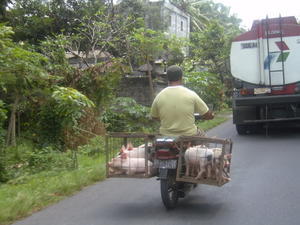 Schweinischer Transport